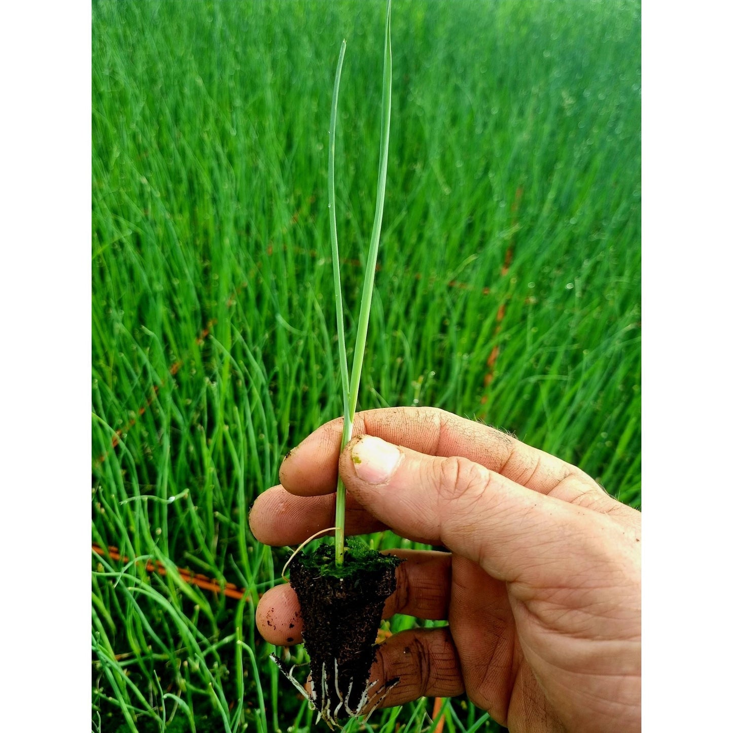 Leek Plug Plants "Grow Your Own" Vegetables **Letterbox Friendly**