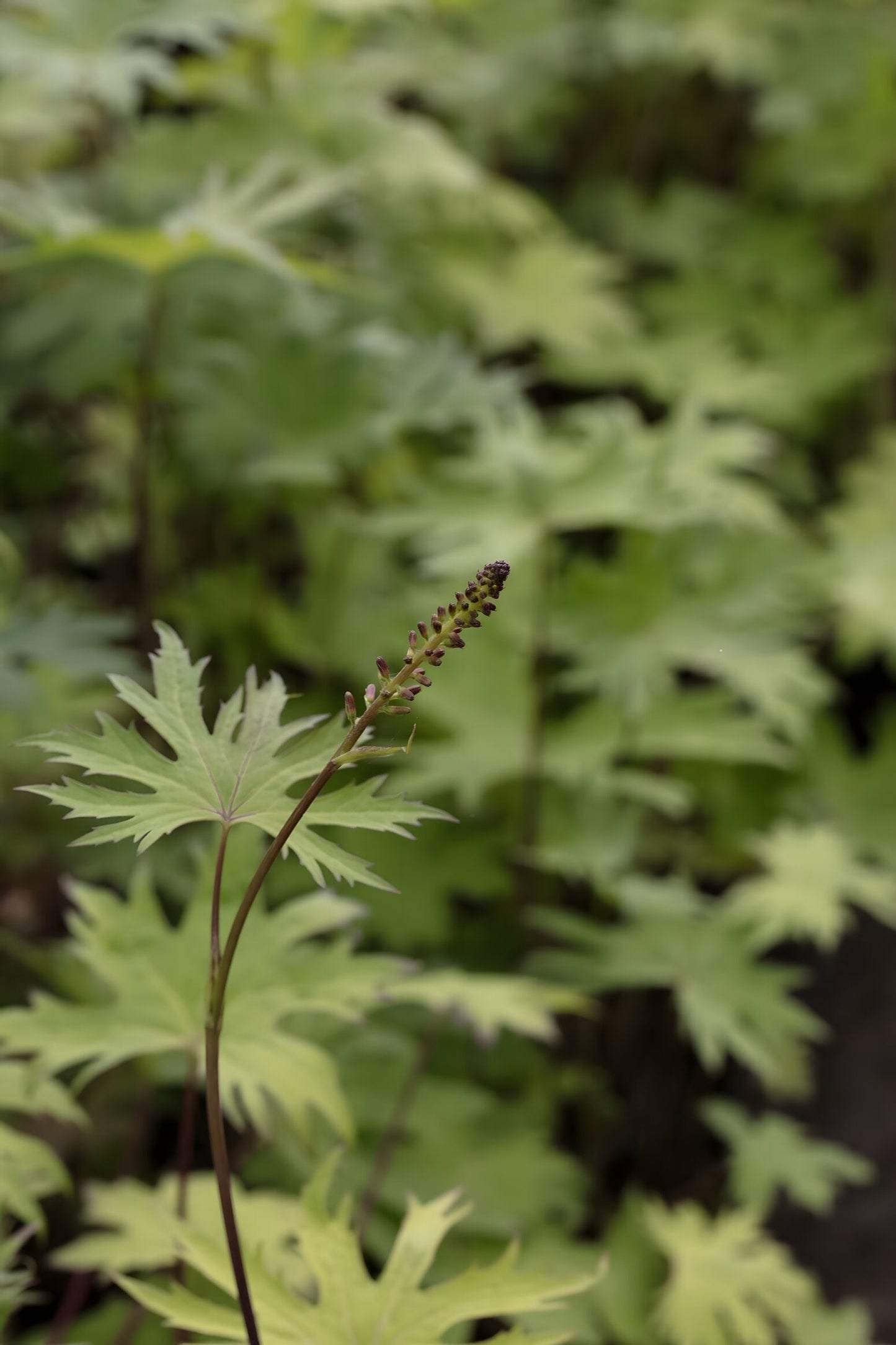 Ligularia przewalskii