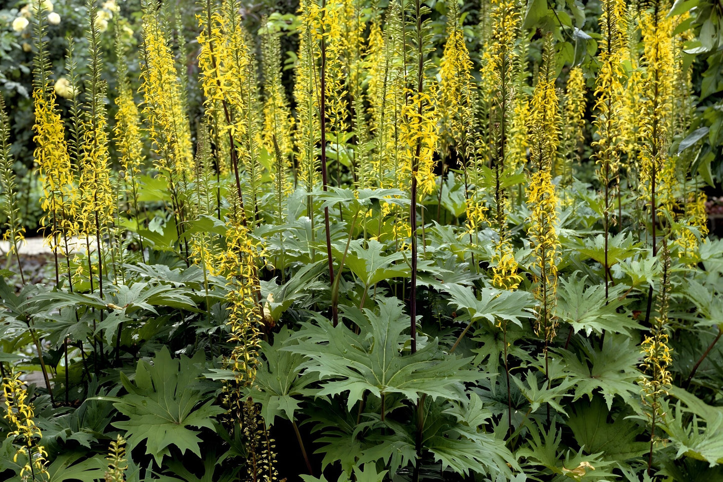Ligularia przewalskii