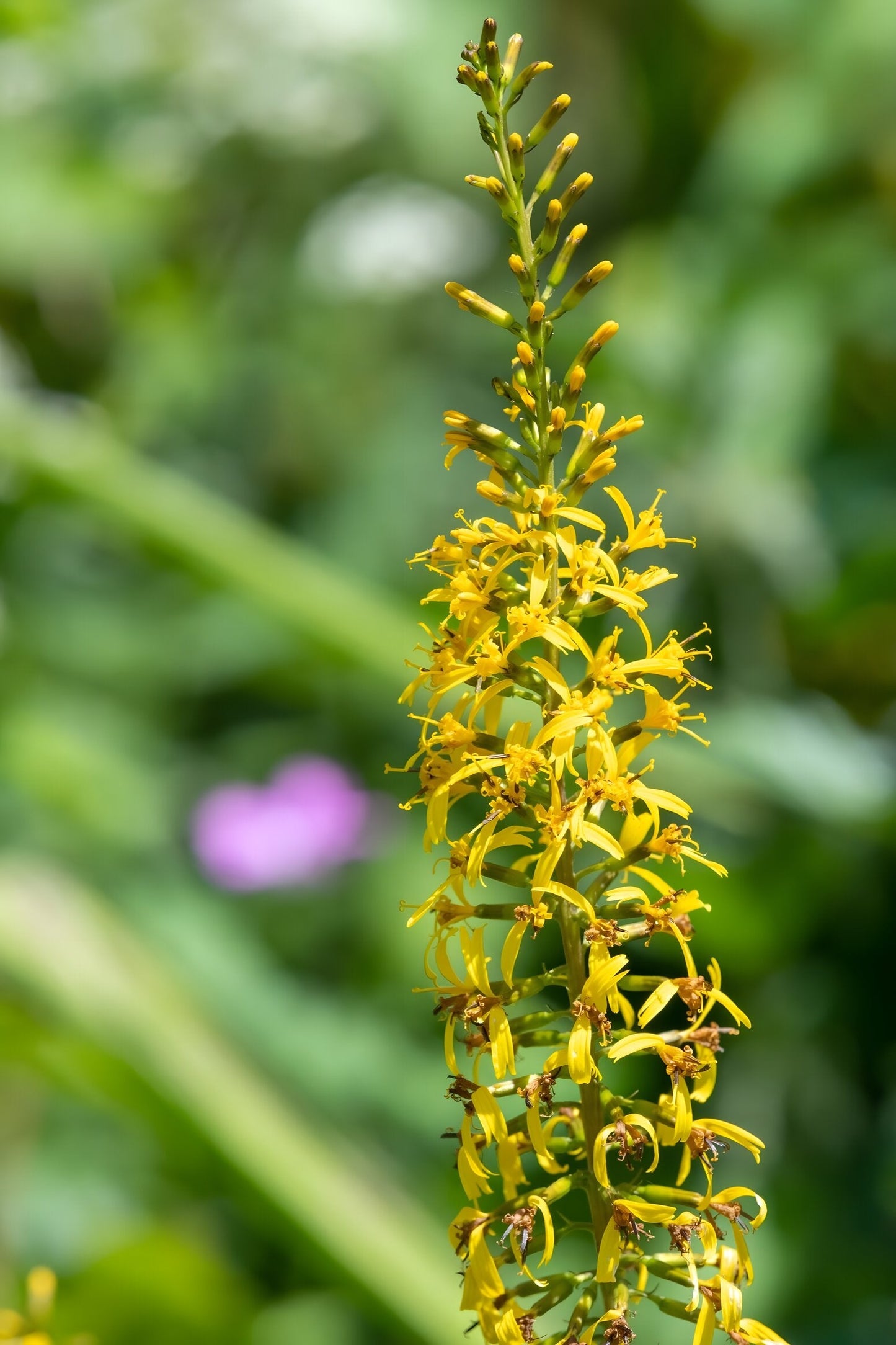 Ligularia przewalskii