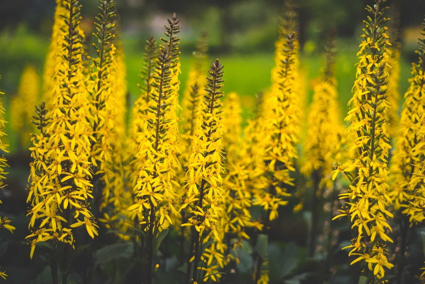 Ligularia przewalskii