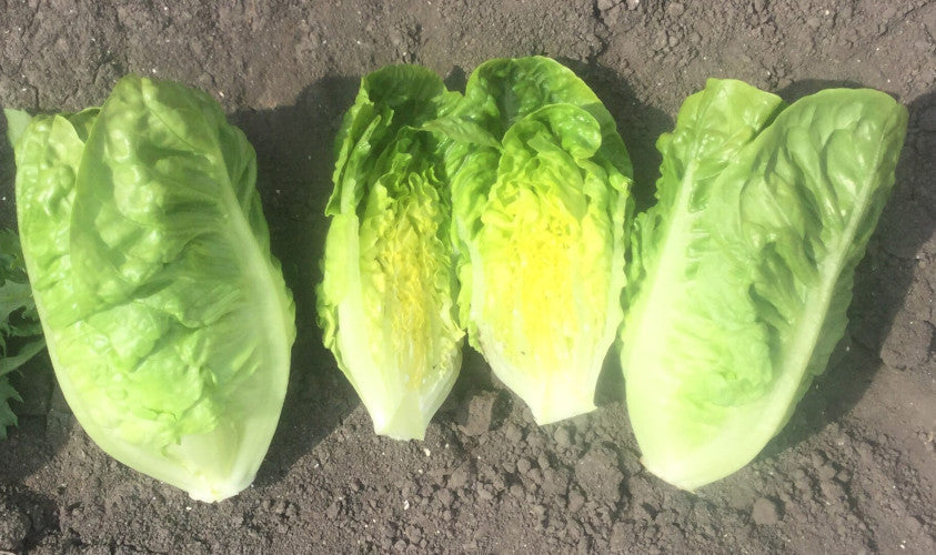 Lettuce Plug Plants MIXED PACK "Grow Your Own" Salad 'Ready to Plant Now' Young Vegetable Plants 'Eco Friendly Packaging' **Letterbox Friendly**