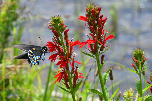 Lobelia Cardinalis