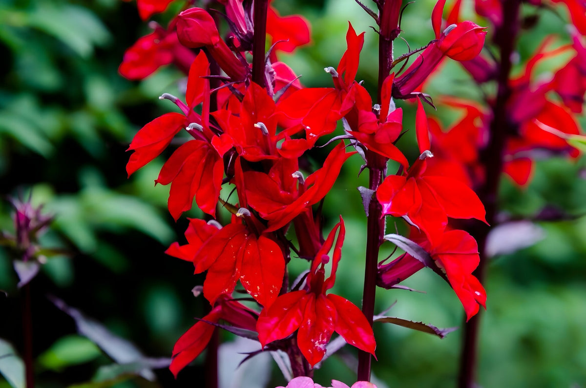 Lobelia cardinalis