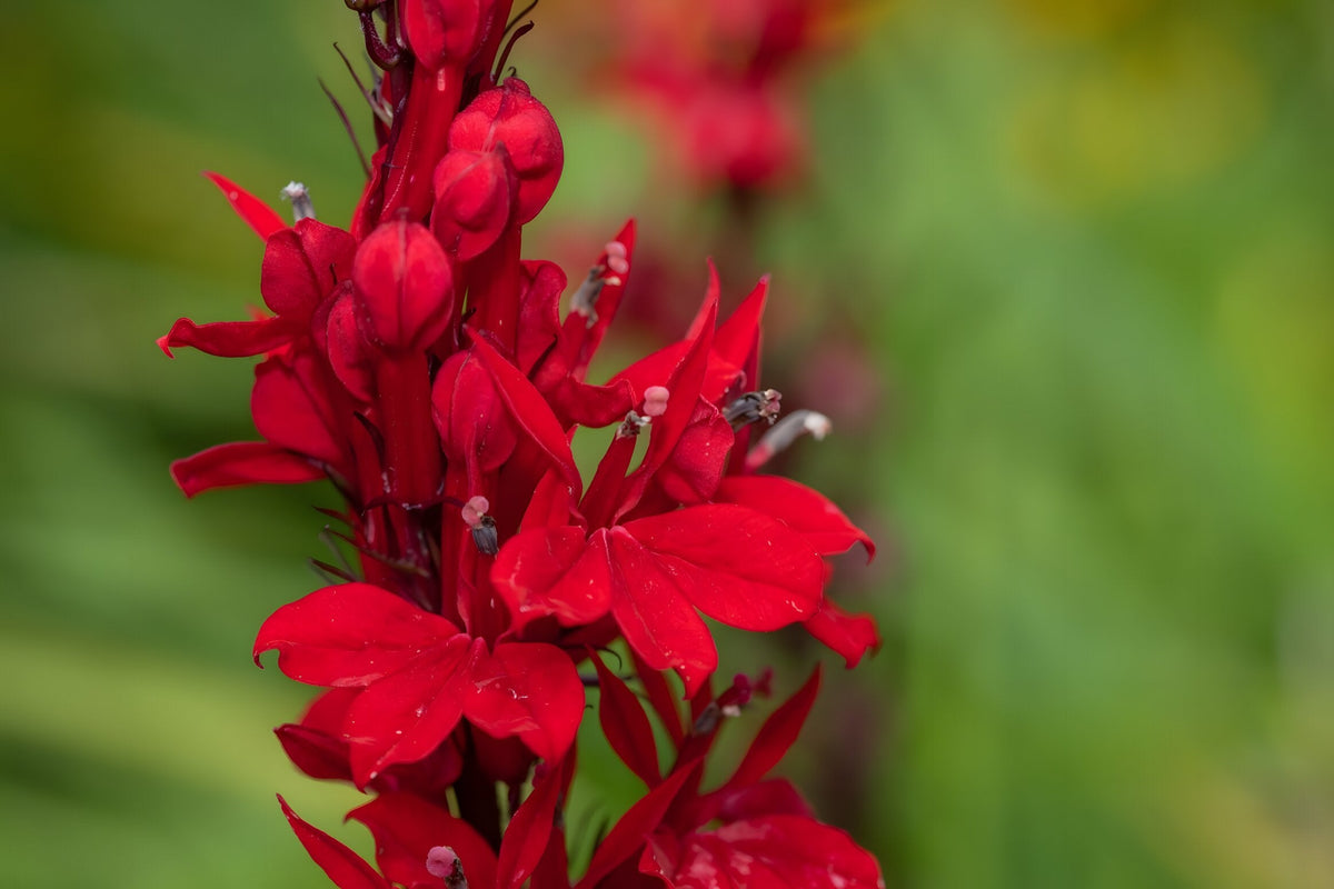 Lobelia cardinalis