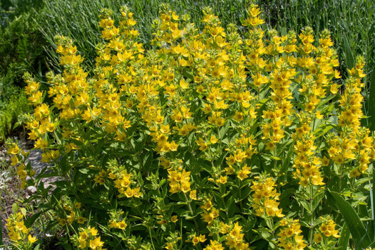 Lysimachia punctata Alexander