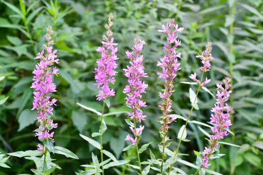Lythrum salicaria Rosey Gem