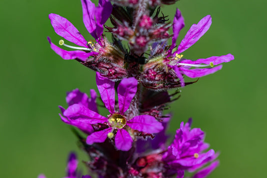Lythrum salicaria (Purple loosestrife)