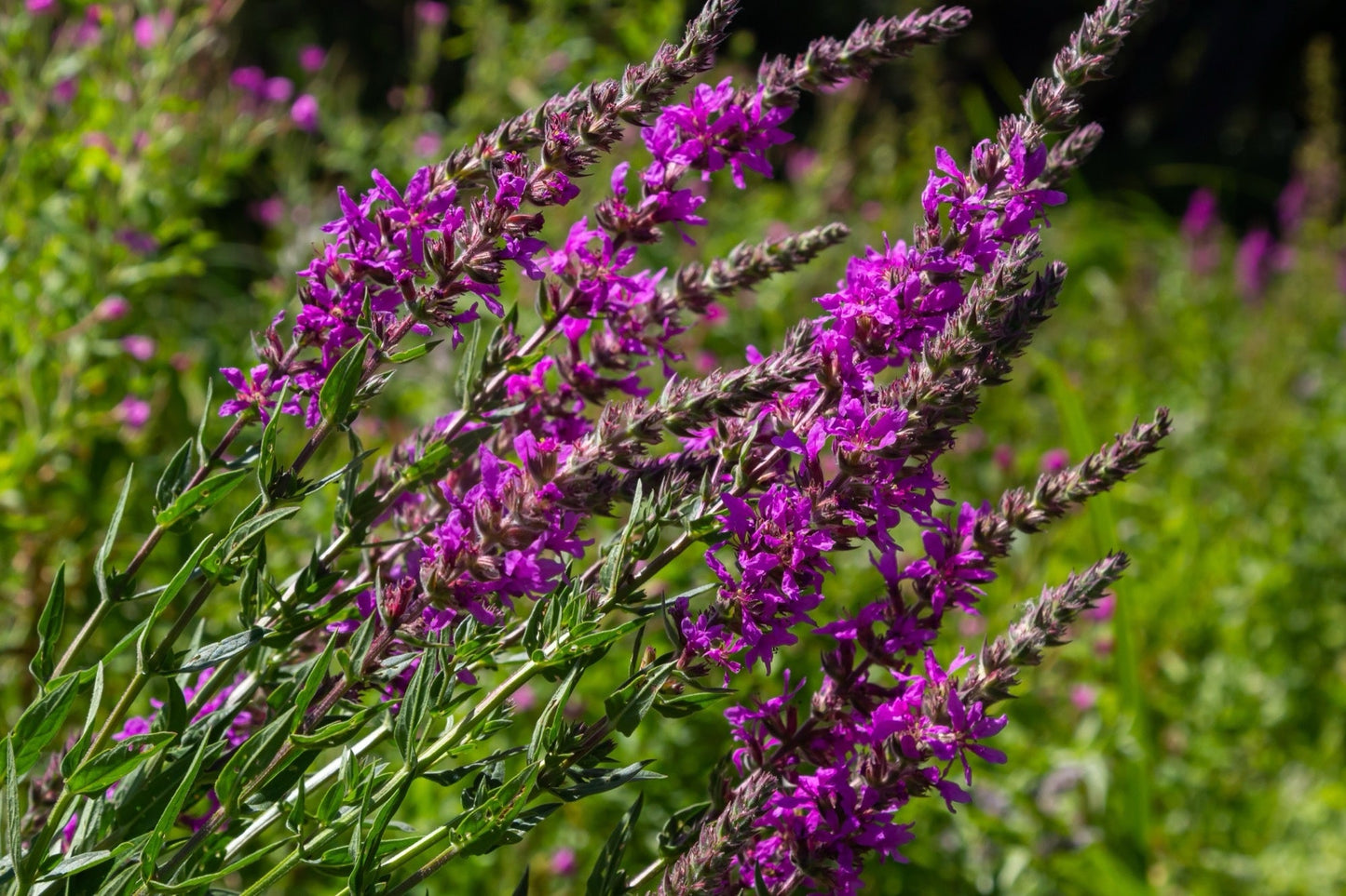 Lythrum salicaria