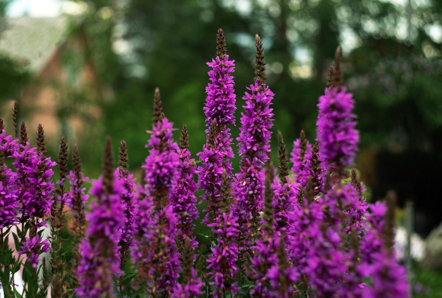 Lythrum salicaria (Purple loosestrife) - Marginal Pond Plants - MBP077