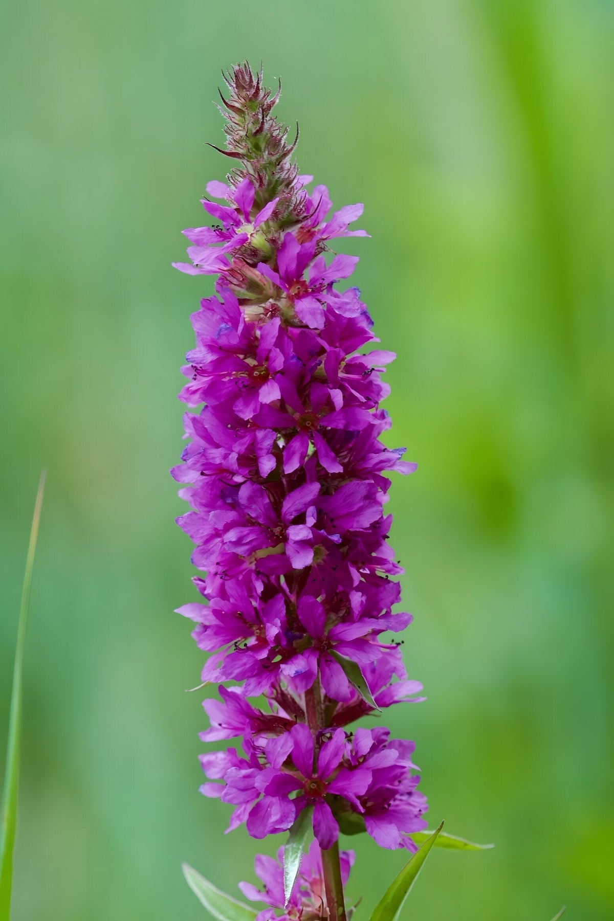 Lythrum salicaria