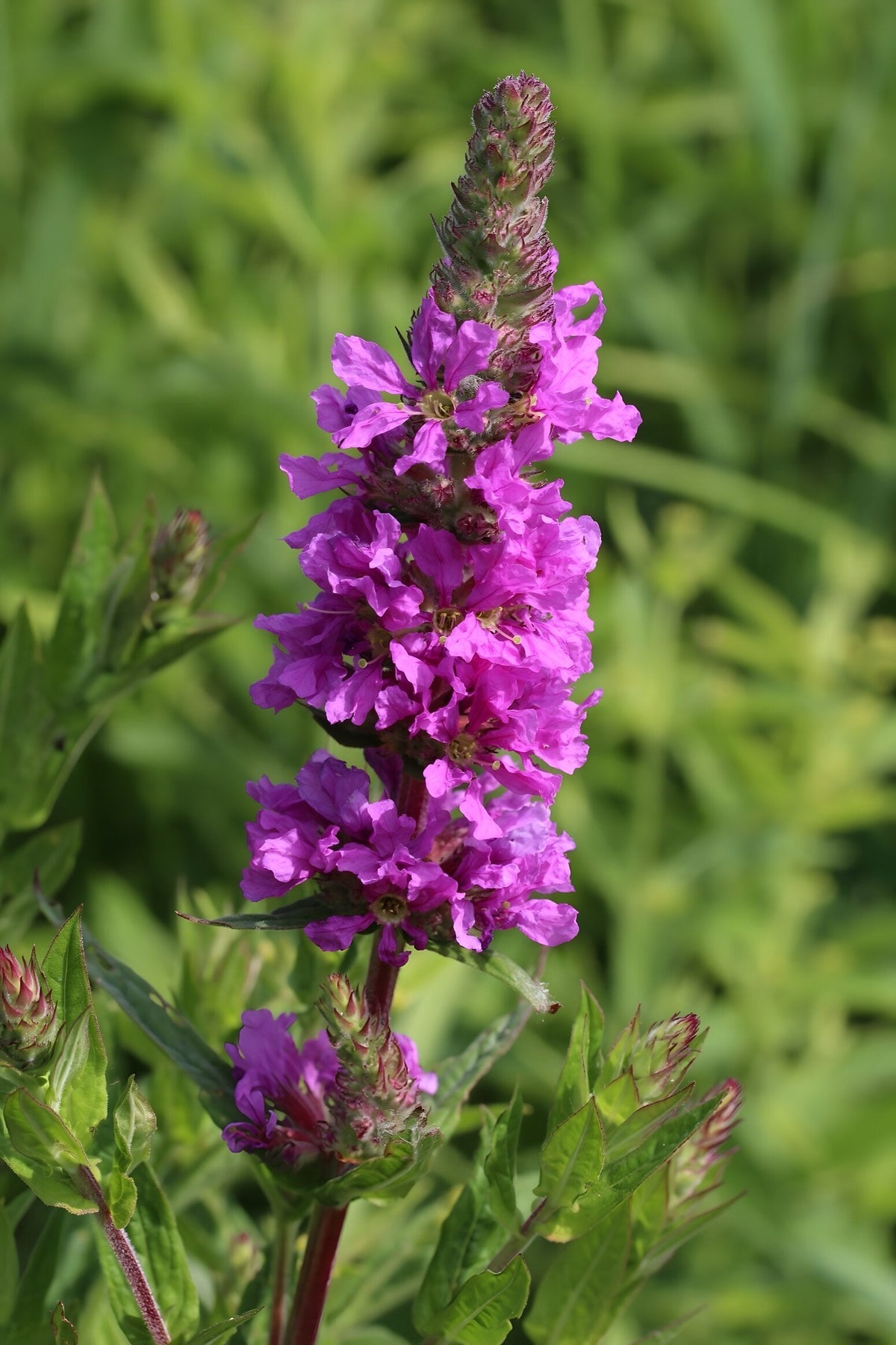 Lythrum salicaria