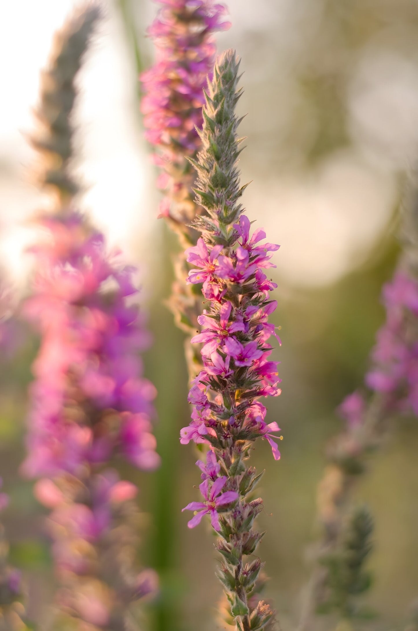 Lythrum salicaria 'Robert'