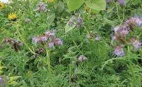 N-Retain Nutrient Retention Cover Crop Seed Mix | Vetch, Buckwheat & Radish Blend
