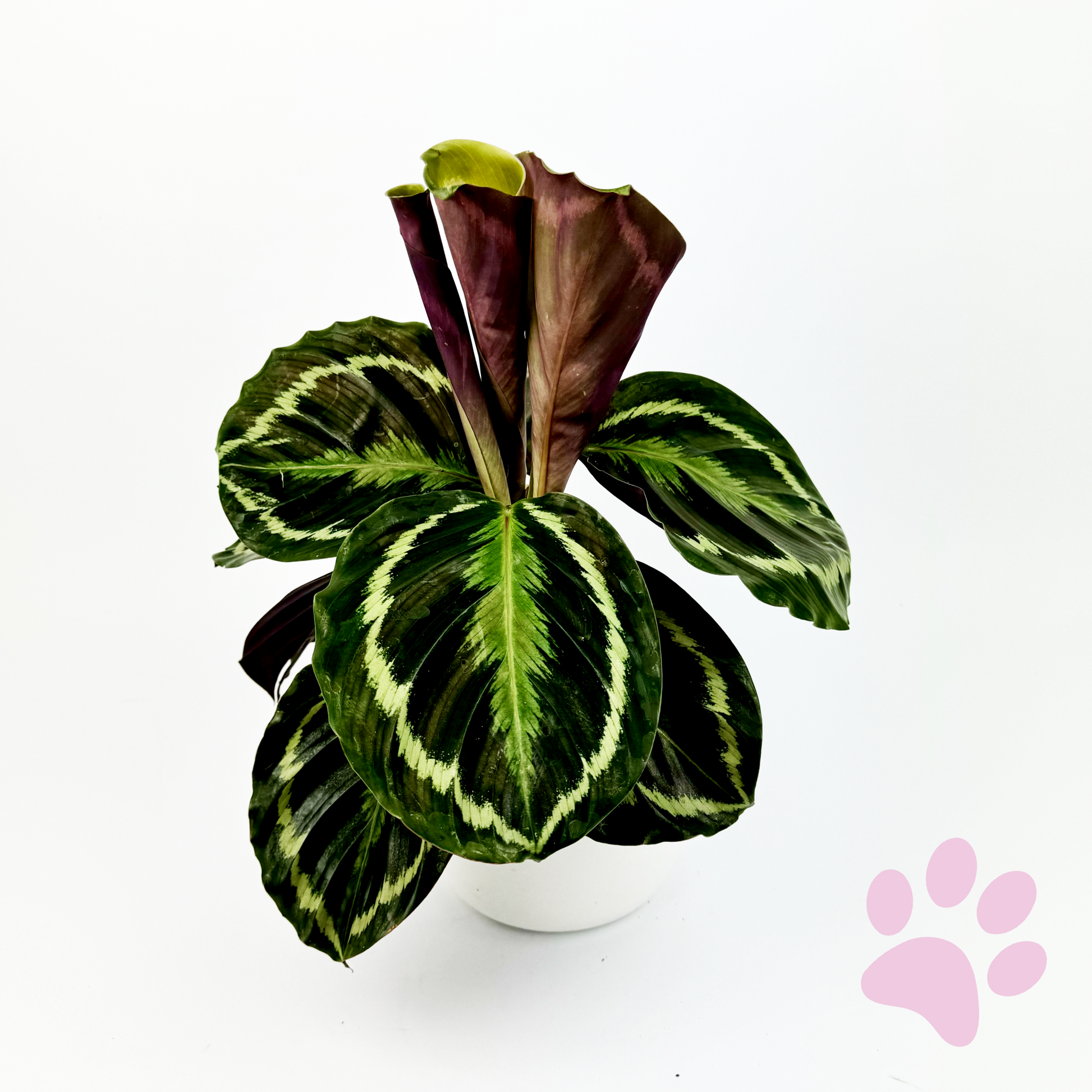 Calathea Medallion 14cm Houseplant - Woodmeadow Garden Centre