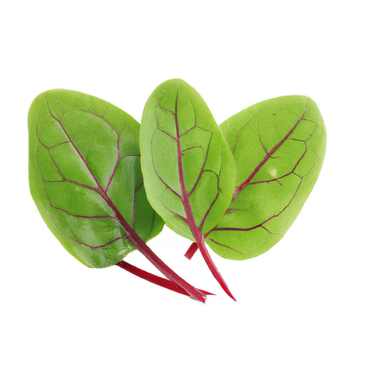 Micro Red Vein Sorrel (30g)