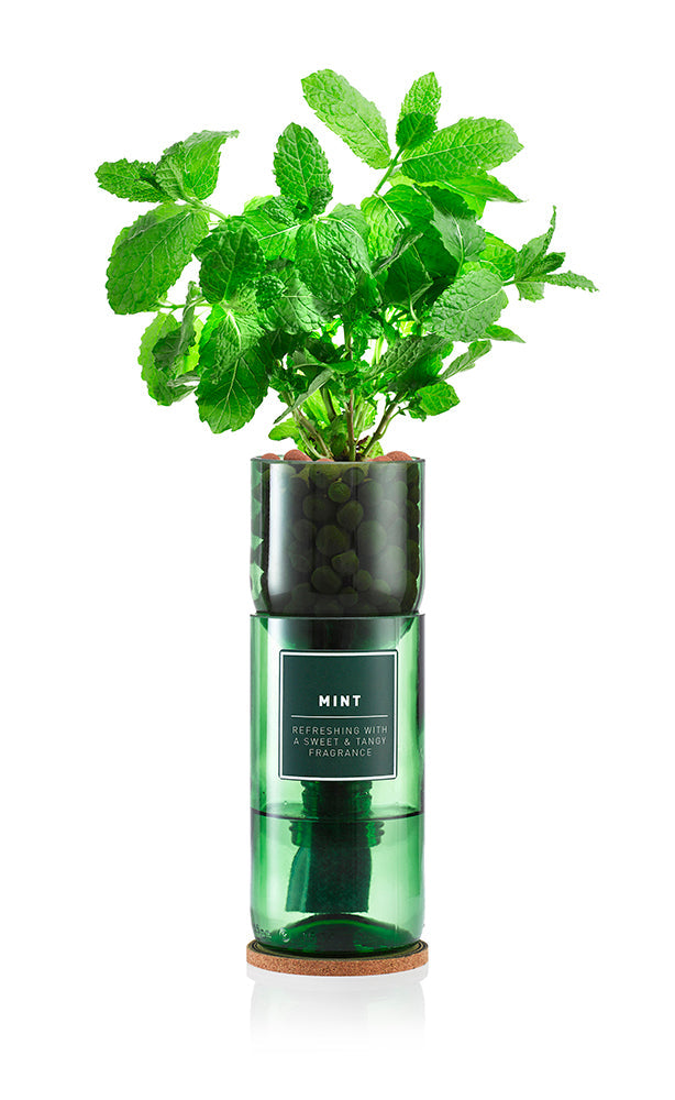 Mint