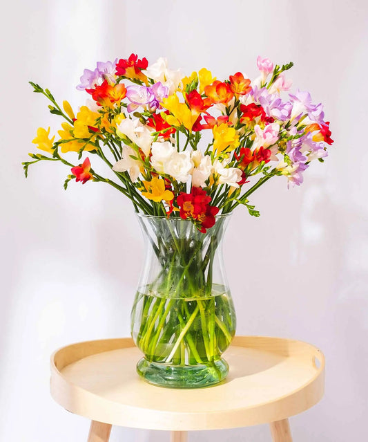 Mixed Guernsey Long Stem Freesia Flowers