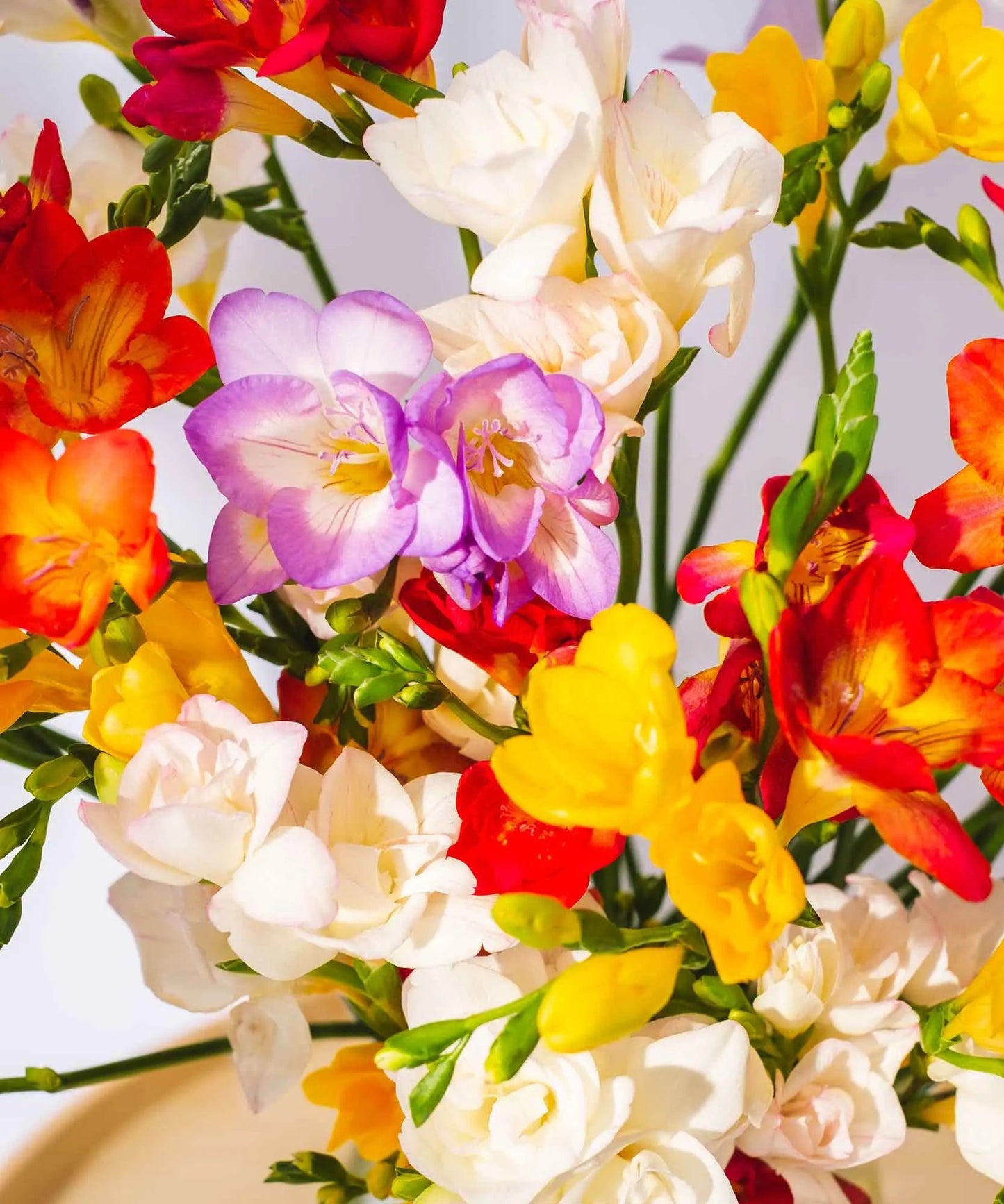 Mixed Guernsey Long Stem Freesia Flowers