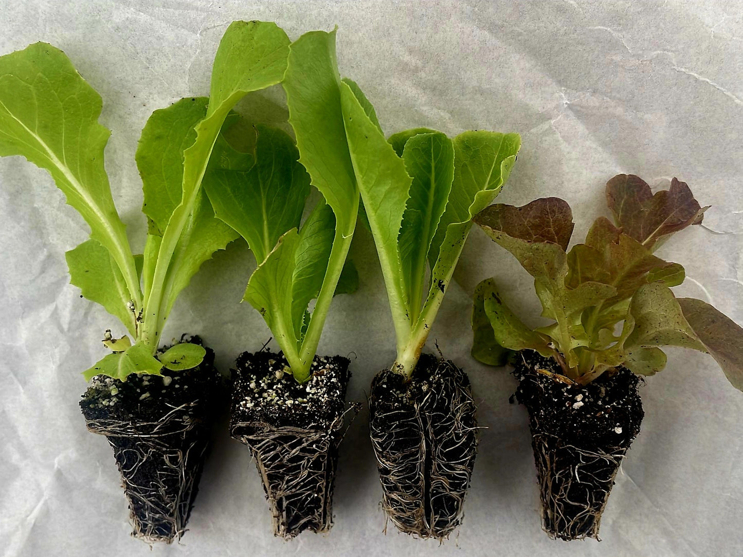 Lettuce Plug Plants MIXED PACK "Grow Your Own" Salad 'Ready to Plant Now' Young Vegetable Plants 'Eco Friendly Packaging' **Letterbox Friendly**