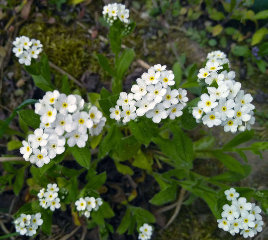Myosotis scorpioides white (Water forget-me-not or Myosotis Palustris)