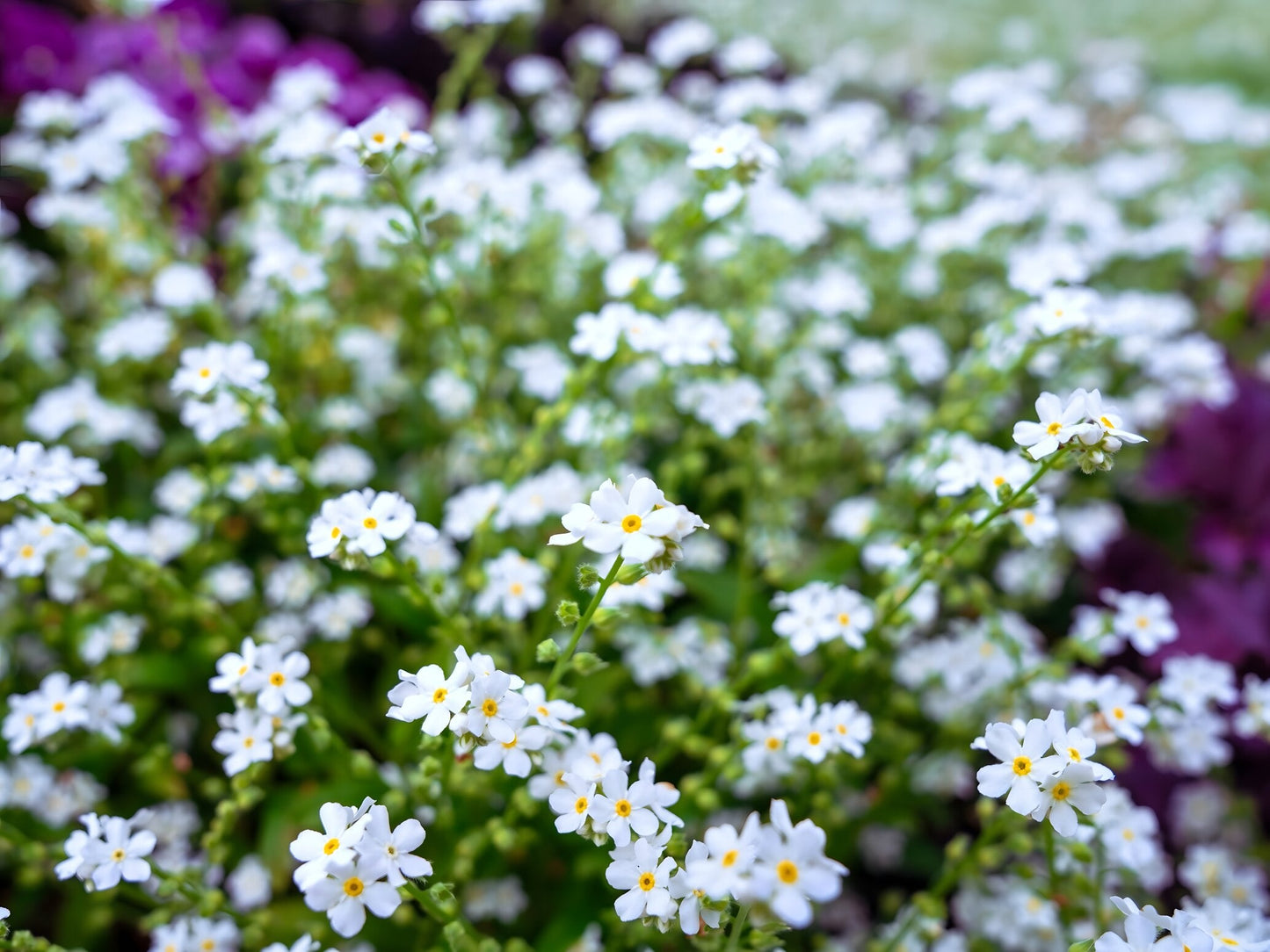 Myosotis scorpioides 'White'