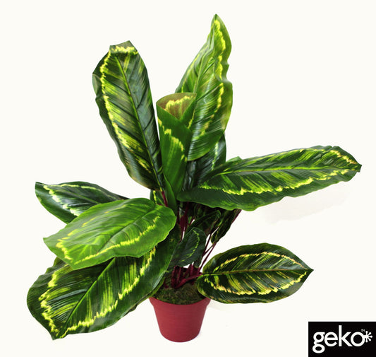 Artificial Medium 50cm Calathea Veitchiane Plant