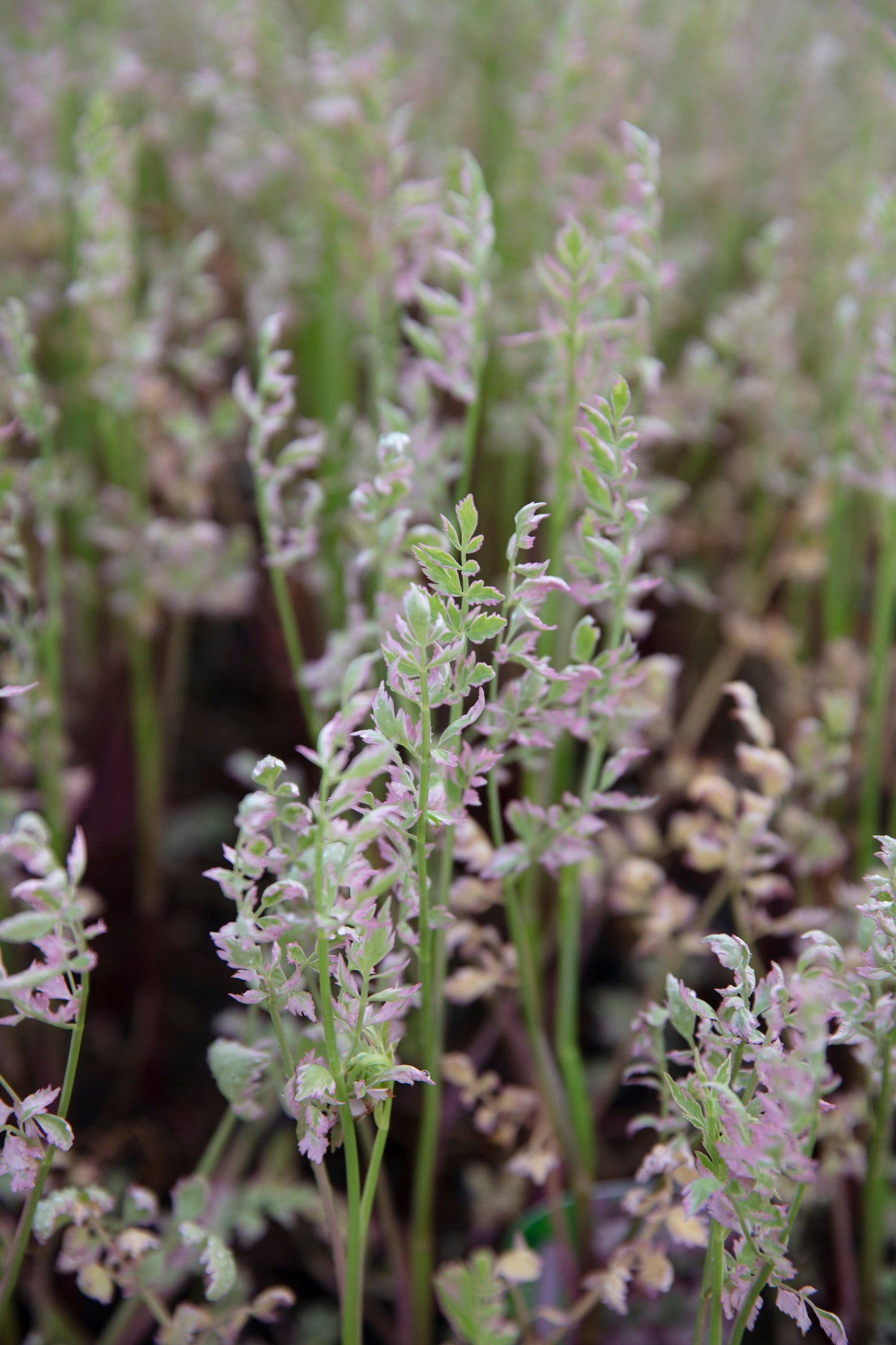 Oenanthe javanica 'Flamingo' - Marginal Pond Plants - MBP088