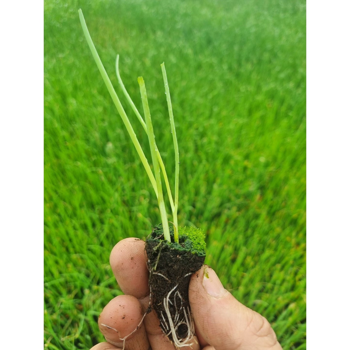 White Onion Plug Plants "Grow Your Own" Vegetables **Letterbox Friendly**