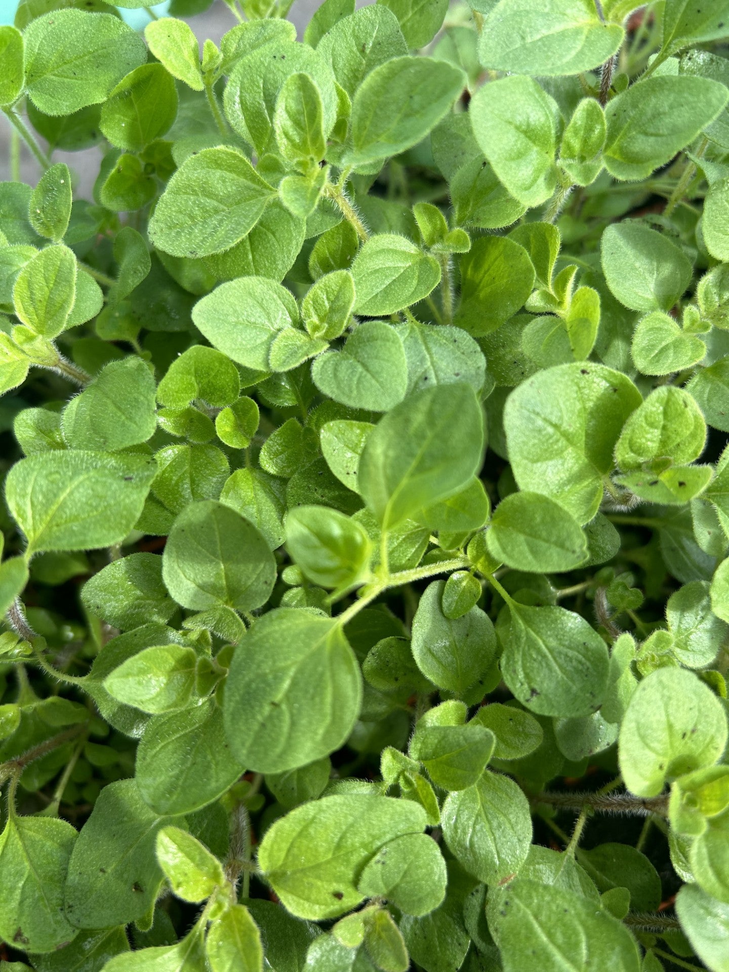 Marjoram Sweet Herb Plug Plants "Grow your Own" Herbs **LETTERBOX FRIENDLY**
