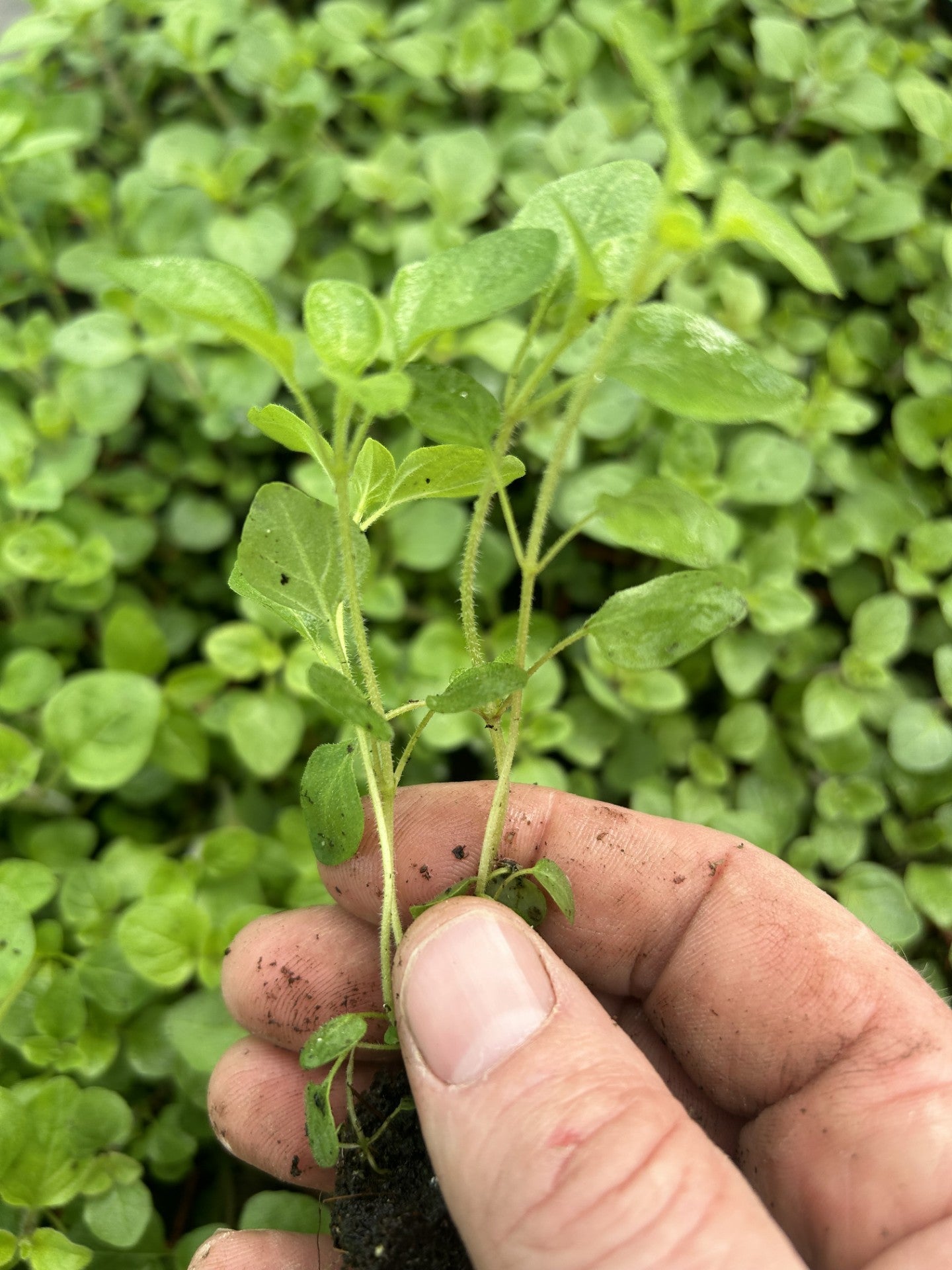 Marjoram Sweet Herb Plug Plants "Grow your Own" Herbs **LETTERBOX FRIENDLY**