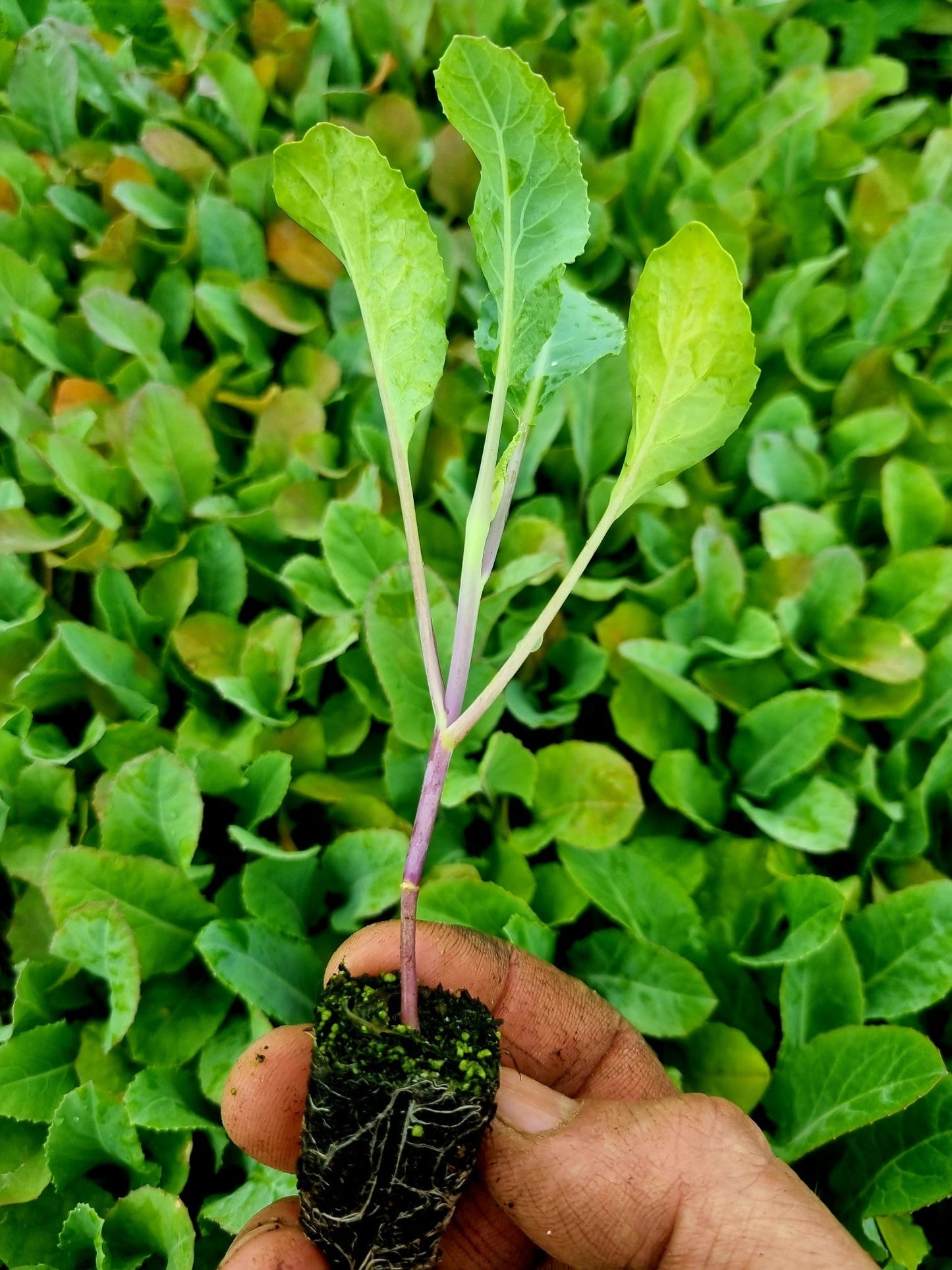 Purple Cauliflower Plug Plants "Grow Your Own" Vegetables **Letterbox Friendly**