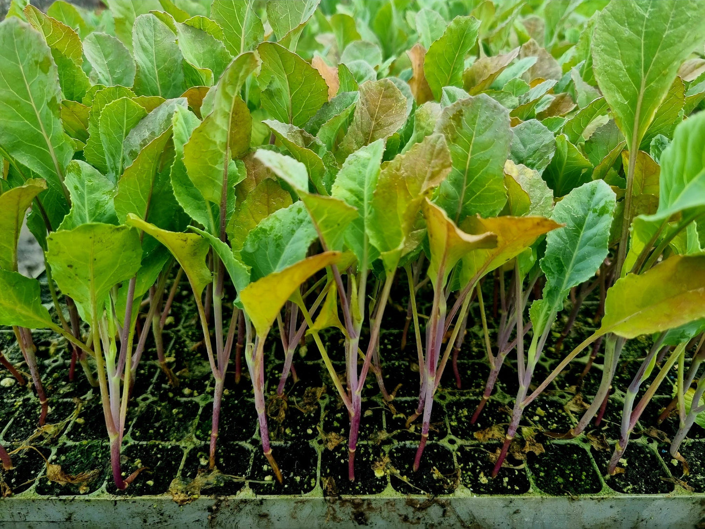 Orange Cauliflower Plug Plants - "Grow Your Own" Vegetables **Letterbox Friendly**