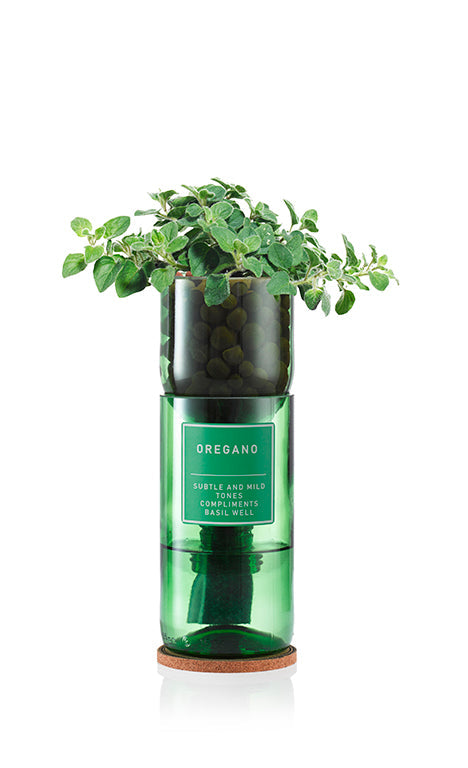 Oregano