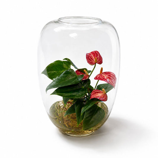 Anthurium Striped Red Hydroponic Vase Houseplant