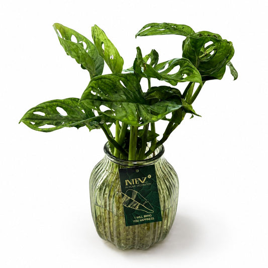 12cm Glass Hydroponic Houseplant