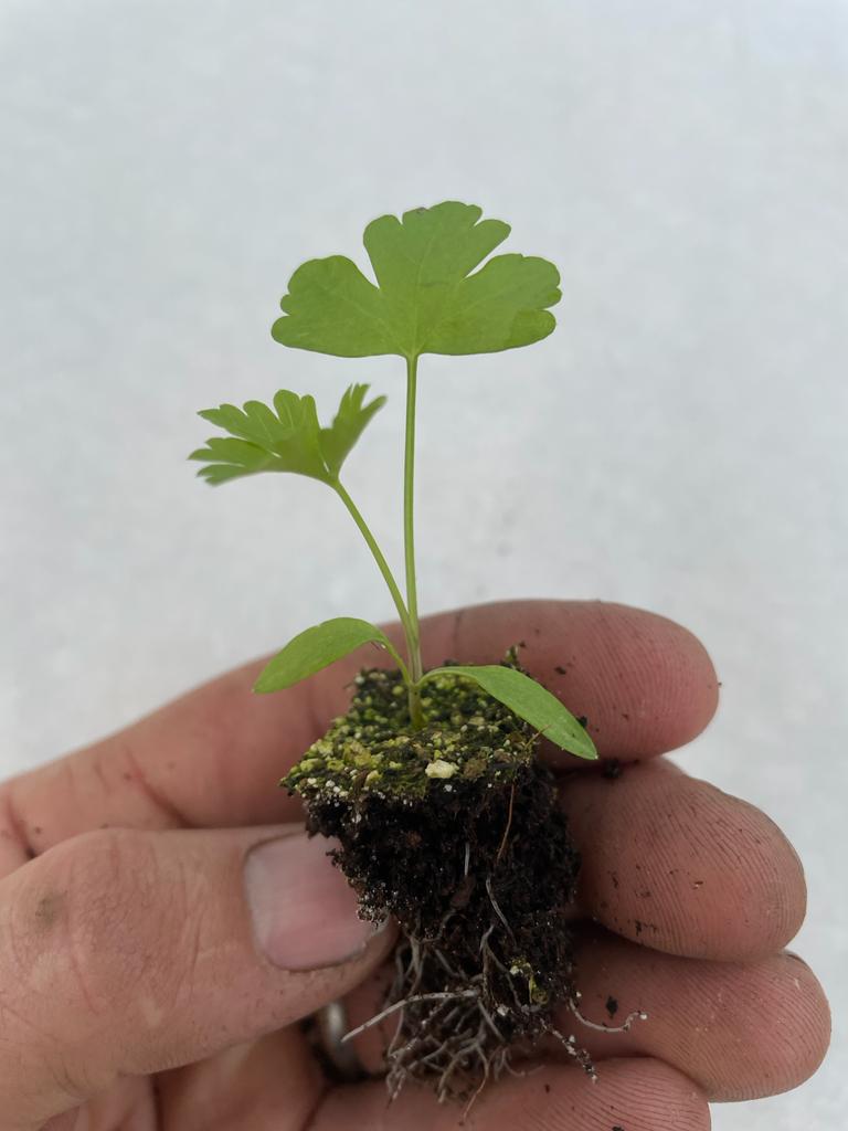 Parsley Plug Plants Flat & Curly leaf "Grow Your Own" Herbs 'Ready to Plant Now' Young Herb Plants **Letterbox Friendly**