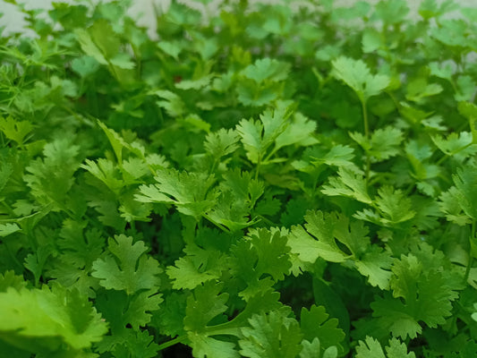 Parsley Plug Plants Flat & Curly leaf "Grow Your Own" Herbs 'Ready to Plant Now' Young Herb Plants **Letterbox Friendly**