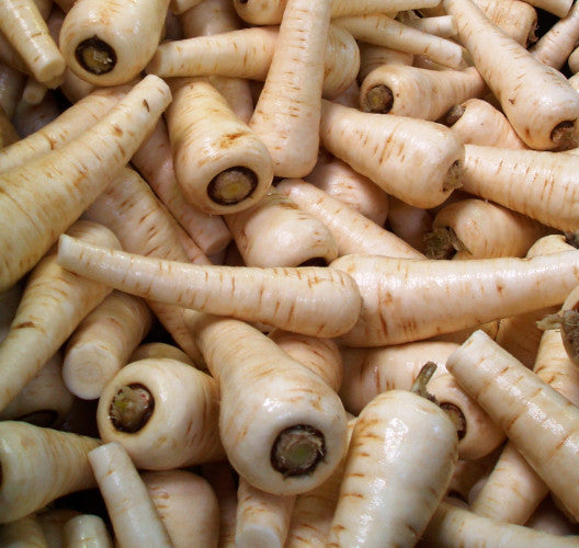 Parsnip Plug Plants "Grow Your Own" Vegetables **Letterbox Friendly**