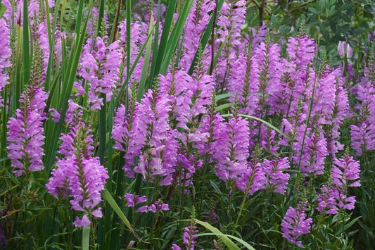 Physostegia virginiana (Obedient plant)