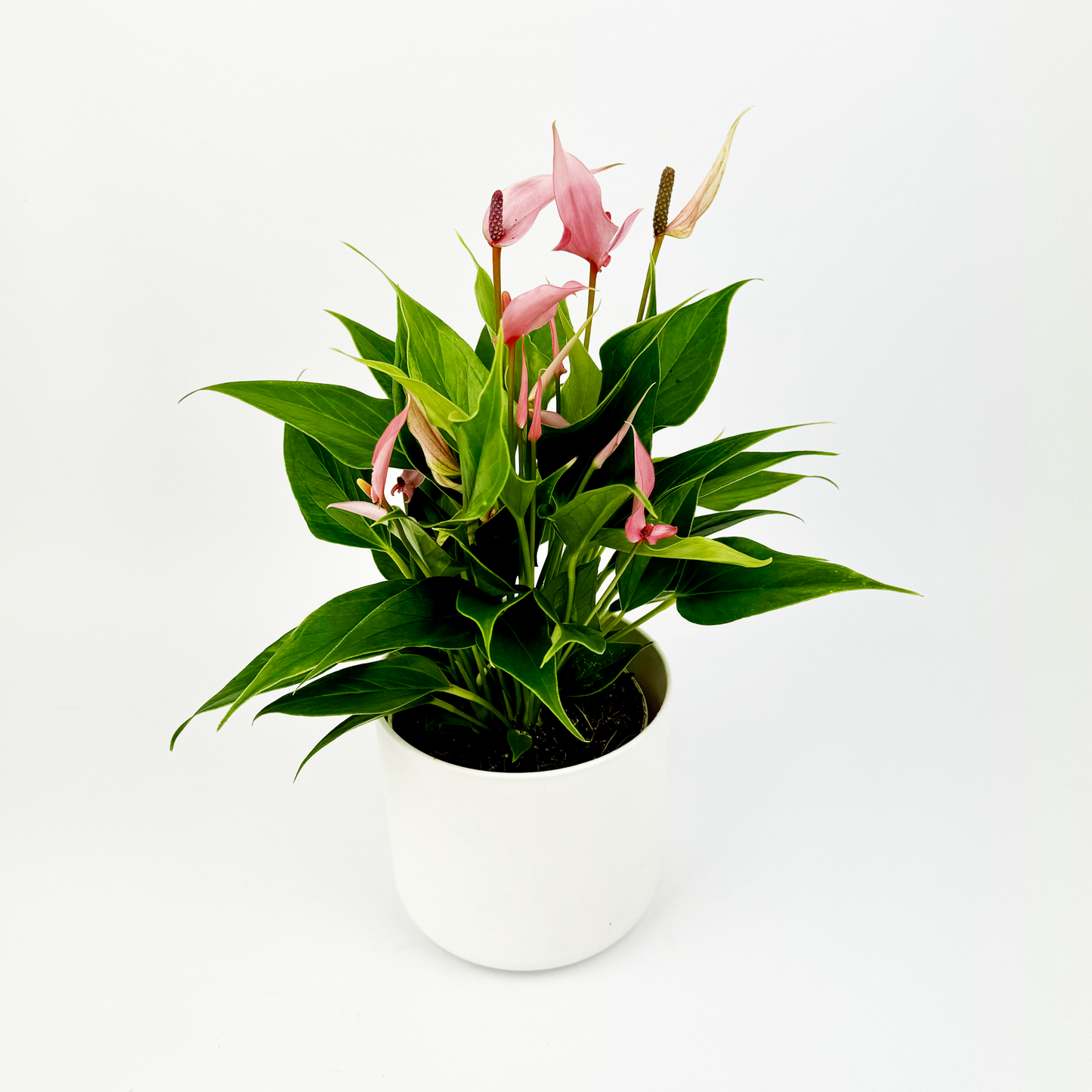 Pink Anth Lilli 7cm Indoor Houseplant
