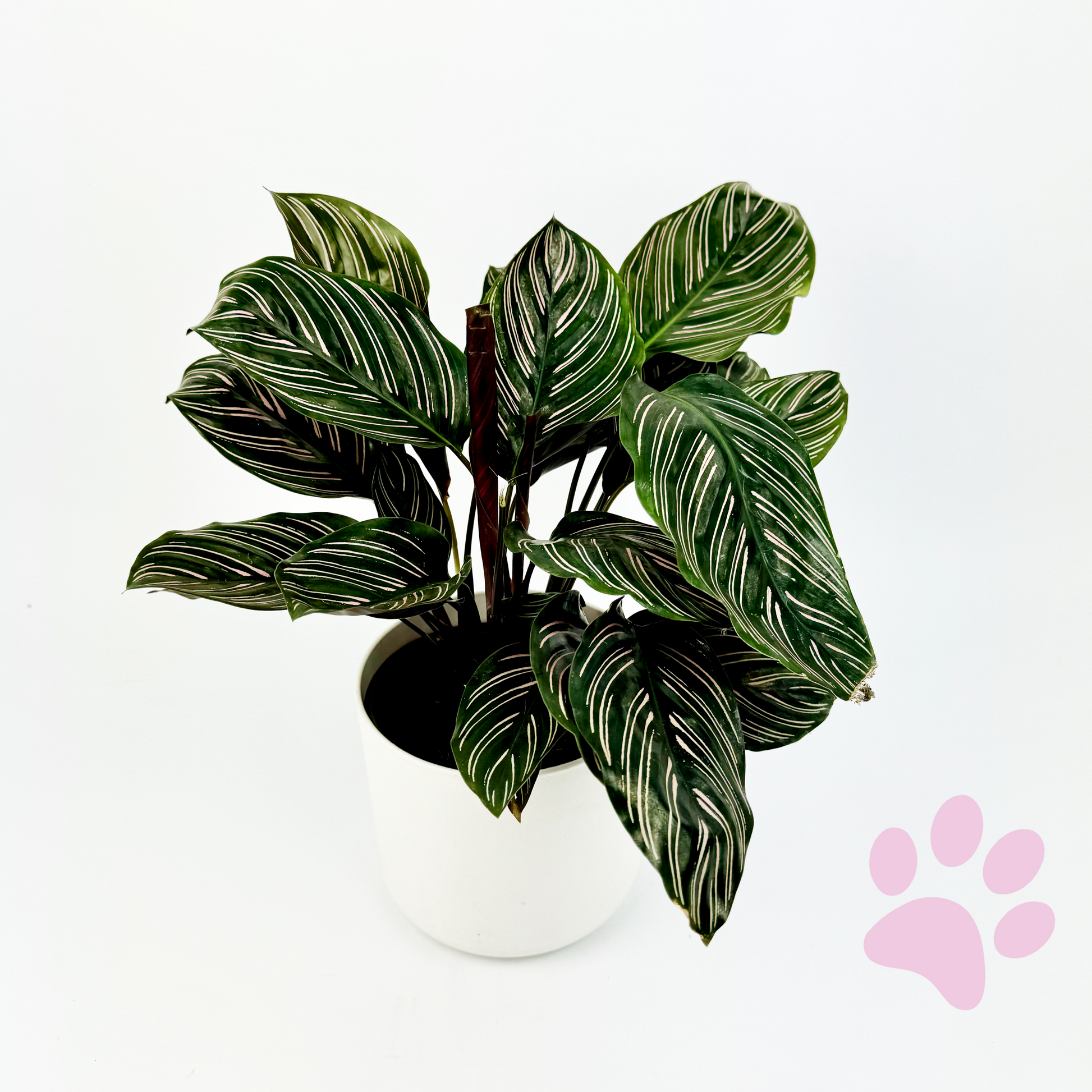 Calathea 14cm Houseplants - Majestica - Woodmeadow Garden Centre