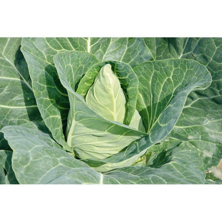 Pointed Cabbage Plug Plants "Grow Your Own" Vegetables 'Ready to Plant Now' Young Vegetable Plants **Letterbox Friendly**