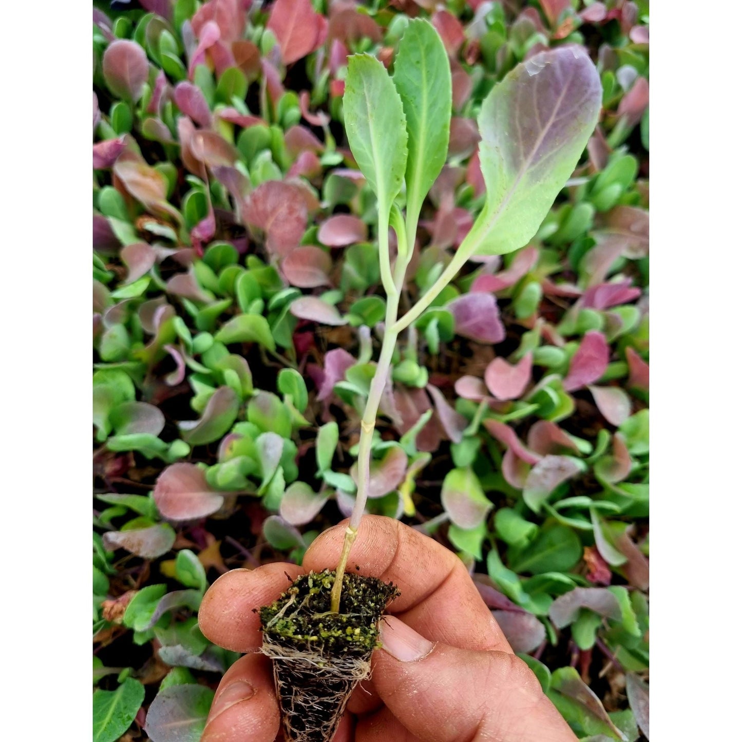 Pointed Cabbage Plug Plants "Grow Your Own" Vegetables 'Ready to Plant Now' Young Vegetable Plants **Letterbox Friendly**