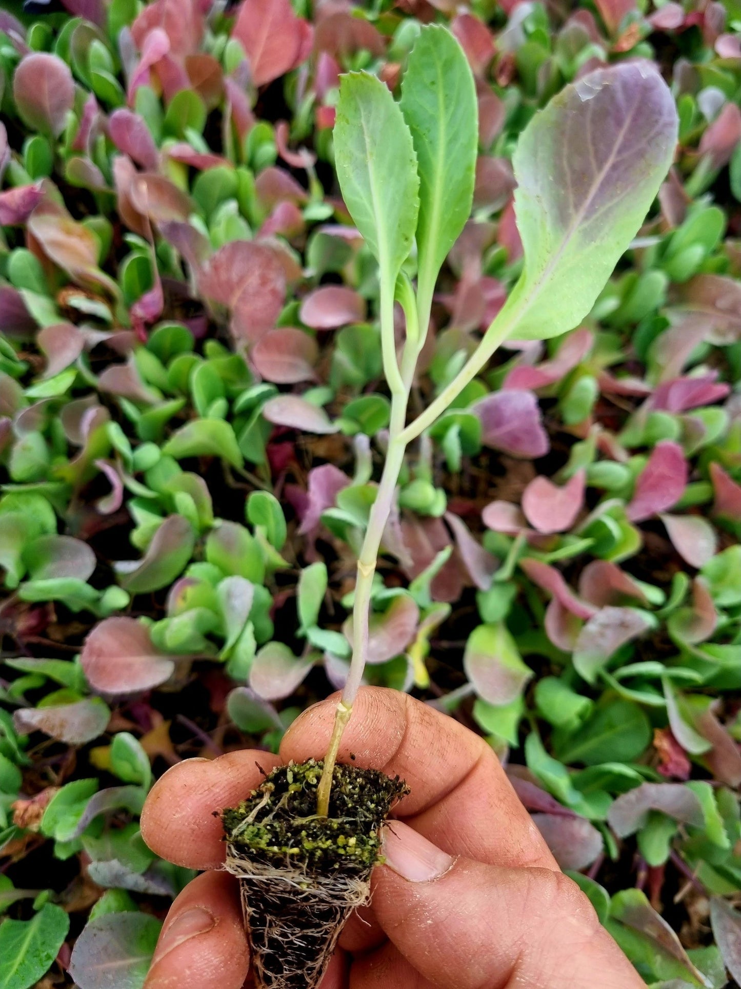 Cabbage Plug Plants MIXED PACK "Grow Your Own" Vegetables 'Ready to Plant Now' Young Vegetable Plants **Letterbox Friendly**