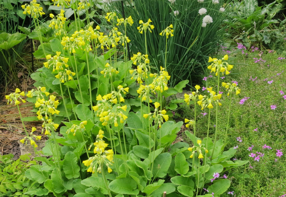 Primula florindae (Giant Cowslip) - Marginal Pond Plants - BP097