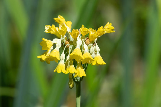 Primula florindae (Giant Cowslip)