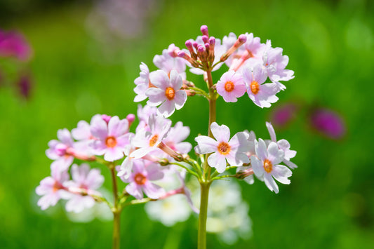 Primula Japonica Apple Blossom
