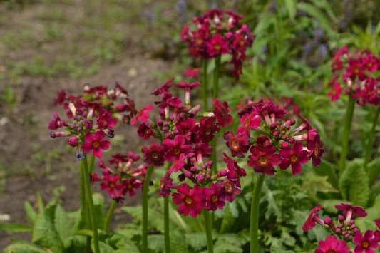 Primula Japonica Millers Crimson