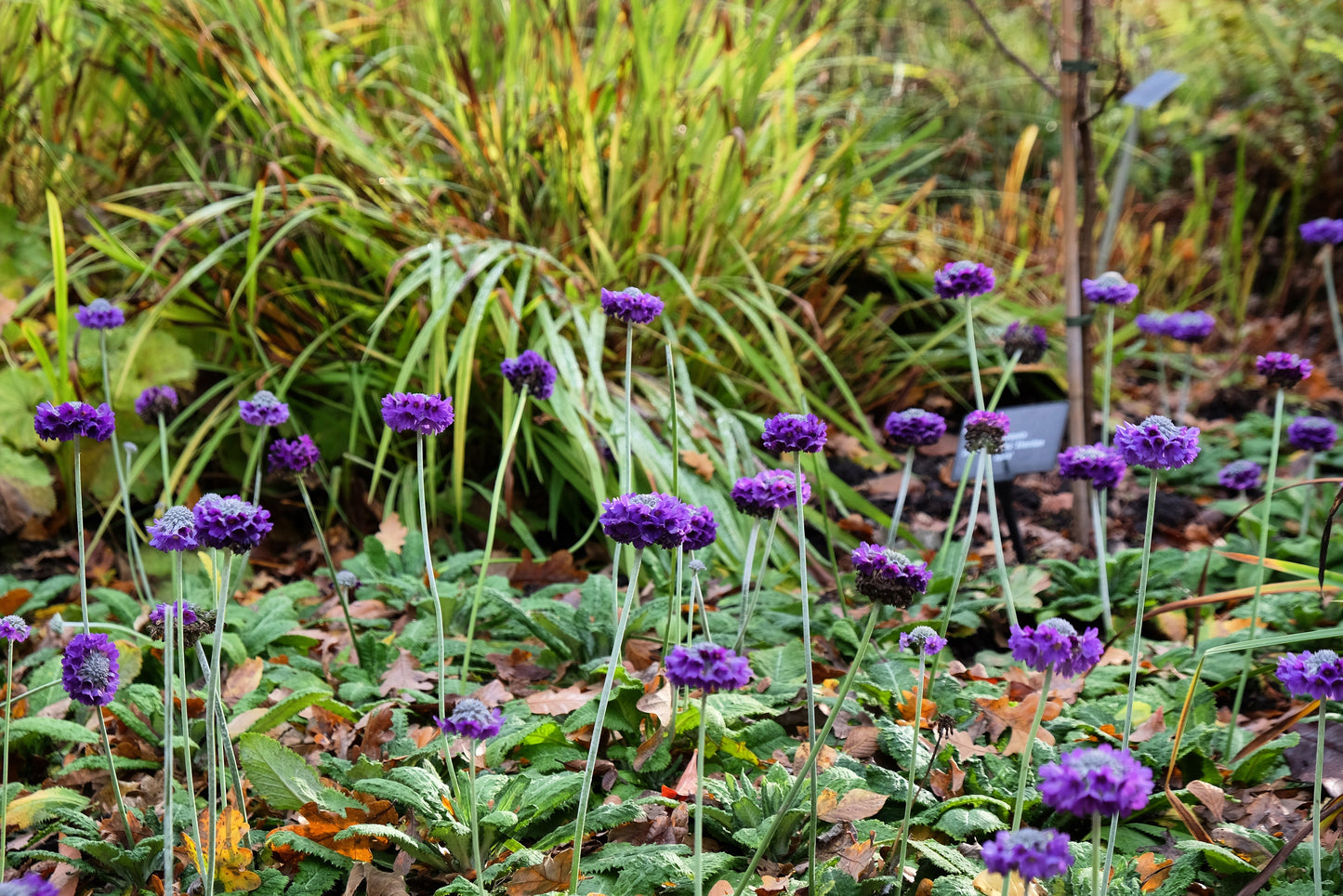 Primula Capitata - Marginal Pond Plants - BP095